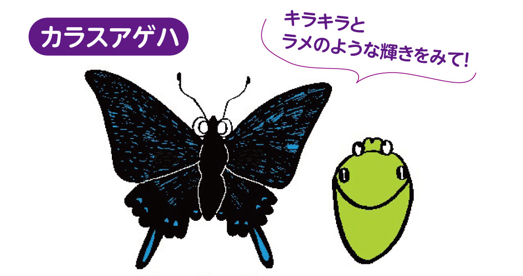 カラスアゲハ