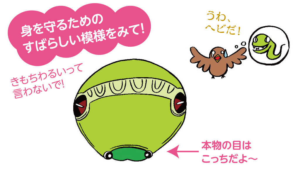眼みたいな模様(眼状紋)はなぜある?