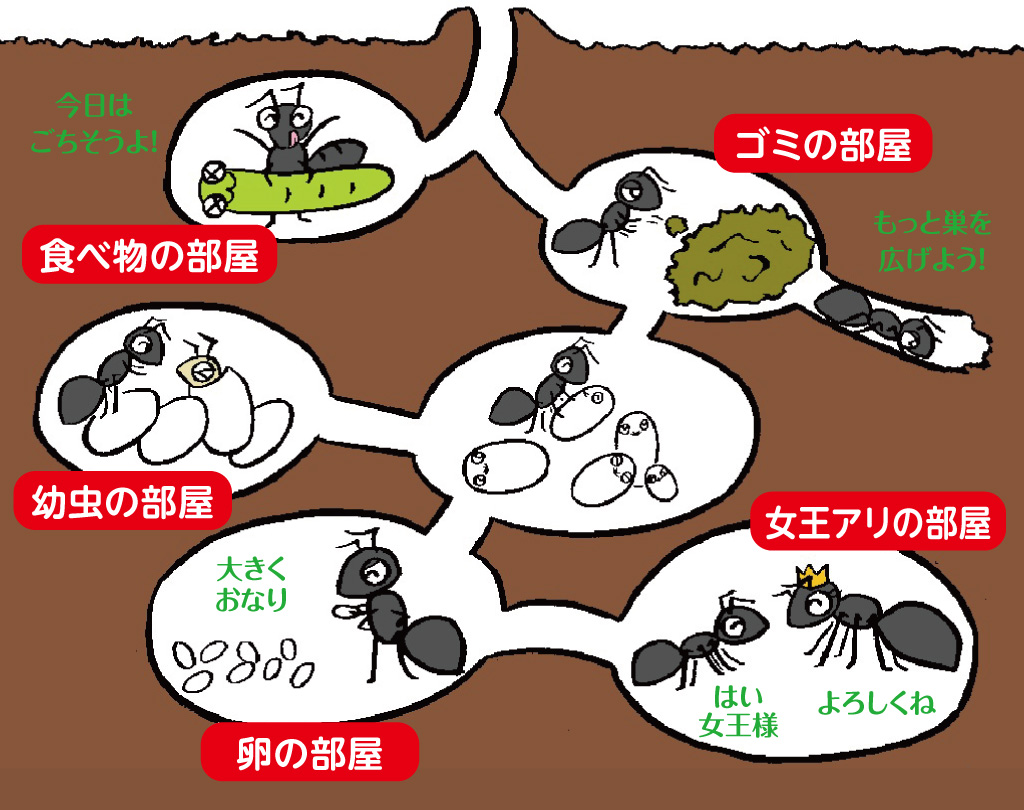 アリはコロニーで生活!