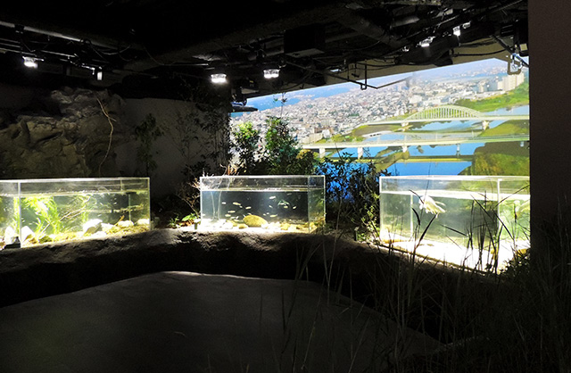 多摩川を泳ぐ魚たちの水槽/カワスイ 川崎水族館(神奈川県/川崎市)