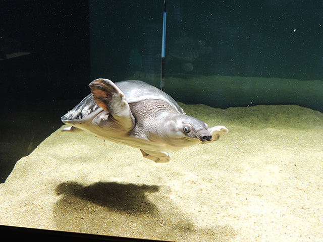 「オセアニア・アジアゾーン」にいるスッポンモドキ/カワスイ 川崎水族館(神奈川県/川崎市)