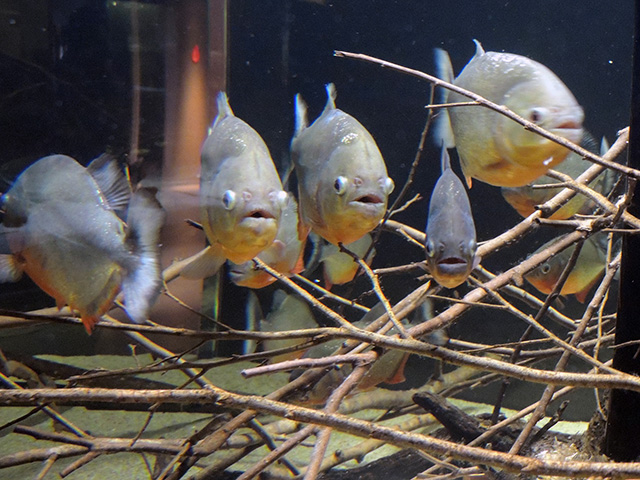 ピラニア/カワスイ 川崎水族館(神奈川県/川崎市)