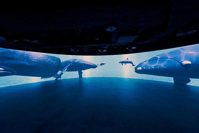 インタープリテーション/カワスイ 川崎水族館(神奈川県/川崎市)