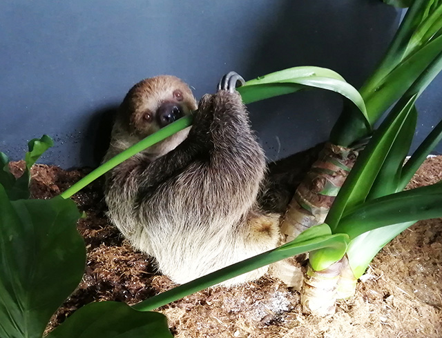 フタユビナマケモノ/カワスイ 川崎水族館(神奈川県/川崎市)