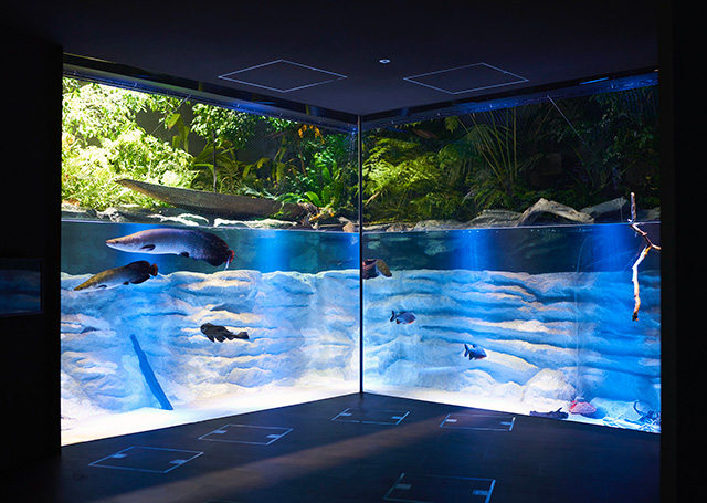 ピラルクなどが泳ぐ水槽/カワスイ 川崎水族館(神奈川県/川崎市)
