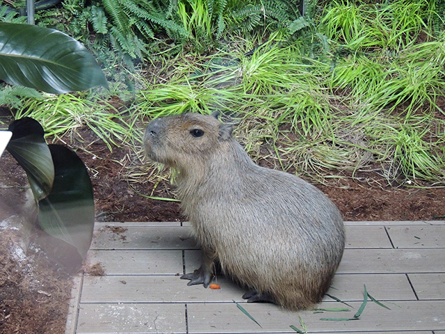 カピバラ/カワスイ 川崎水族館(神奈川県/川崎市)