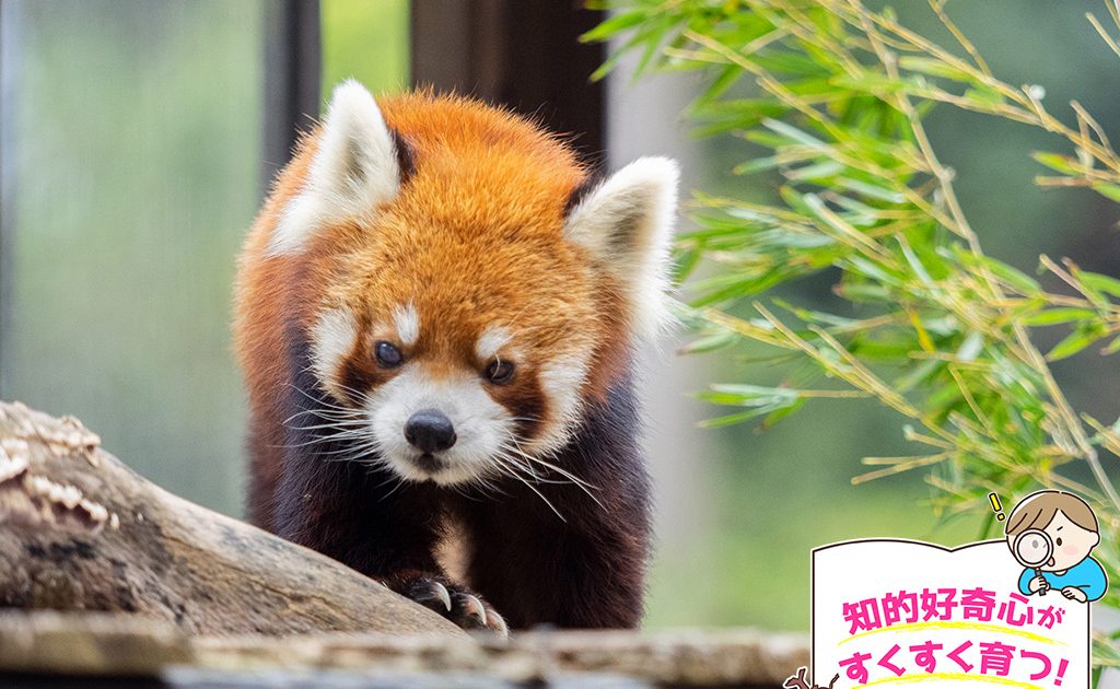 千葉市動物公園 千葉県 はレッサーパンダなどアイドル動物がいっぱいで動物への興味がわきやすい るるぶkids