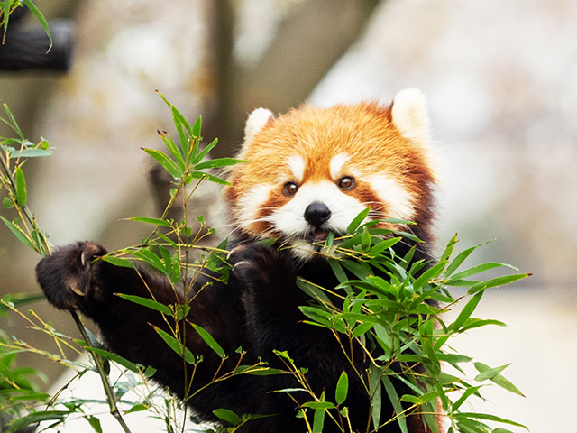 レッサーパンダ:メス「みい」/千葉市動物公園(千葉県)