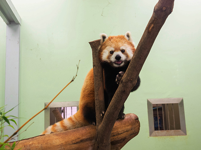 レッサーパンダ:「タイヨウ」/千葉市動物公園(千葉県)