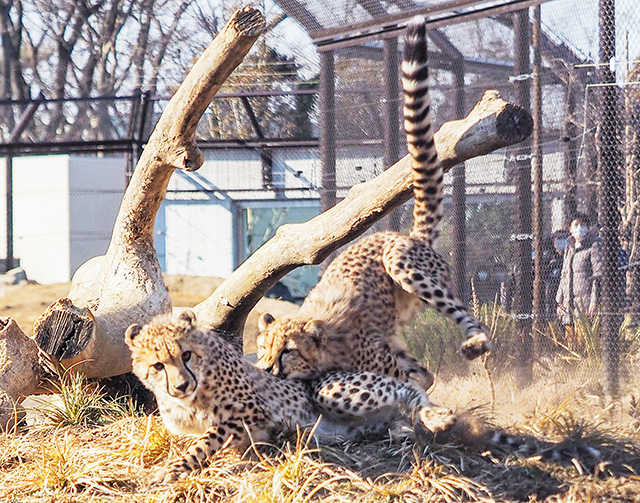 チーターの子どもたち/千葉市動物公園(千葉県)