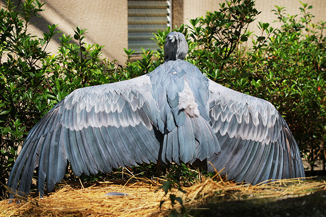 羽を広げるハシビロコウ/千葉市動物公園(千葉県)