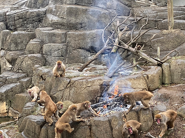 「サル山でたき火タイム」/千葉市動物公園(千葉県)