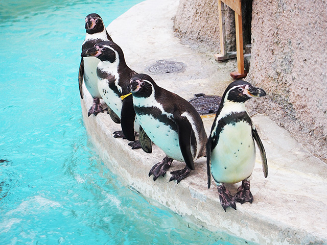 フンボルトペンギン/千葉市動物公園(千葉県)