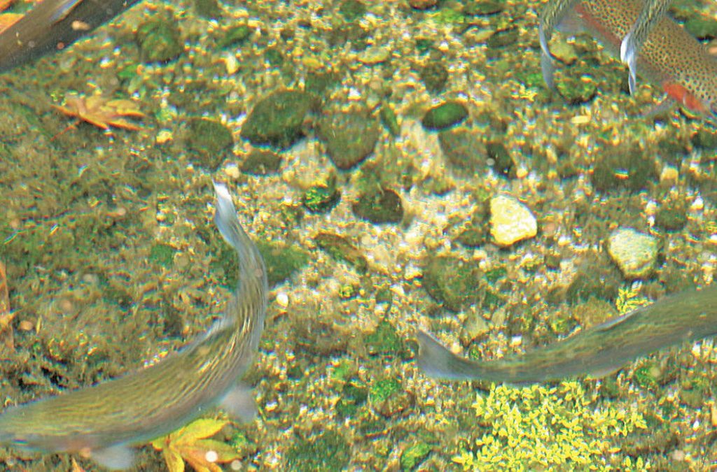 ますつり公園の池で泳ぐマス(福島県)