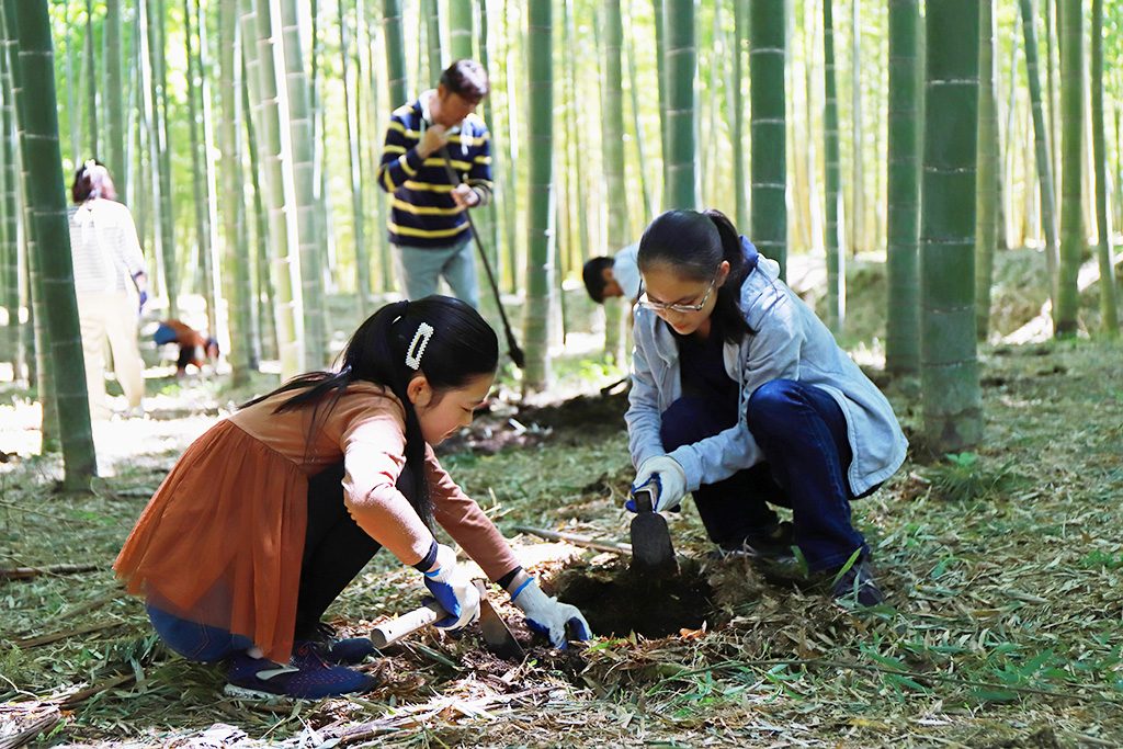 たけのこ堀りの様子/「若竹の杜 若山農場」(栃木県/宇都宮市)