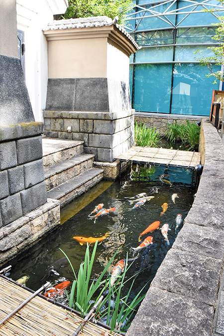 錦鯉が泳ぐ池/世田谷文学館(東京都/世田谷区)