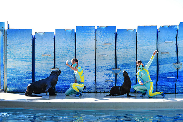 アシカショー/新江ノ島水族館(神奈川県/藤沢市)