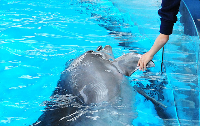 イルカと握手/新江ノ島水族館(神奈川県/藤沢市)