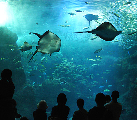 相模湾大水槽/新江ノ島水族館(神奈川県/藤沢市)