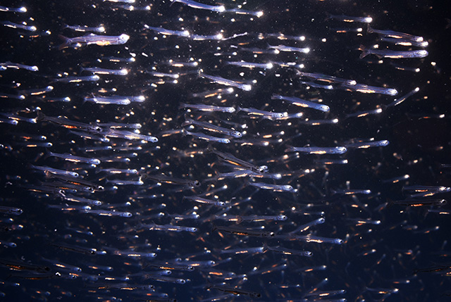 「シラスサイエンス」のシラス/新江ノ島水族館(神奈川県/藤沢市)