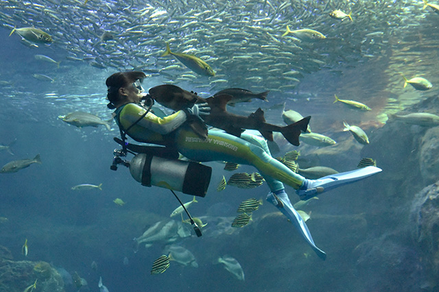 ダイビングショー「うおゴコロ」/新江ノ島水族館(神奈川県/藤沢市)