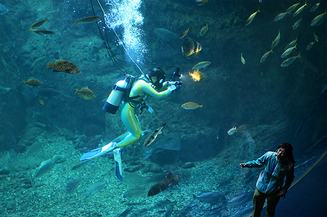 ダイビングショー「フィンズ」/新江ノ島水族館(神奈川県/藤沢市)