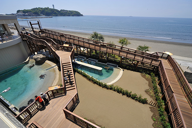 「ウミガメの浜辺」/新江ノ島水族館(神奈川県/藤沢市)
