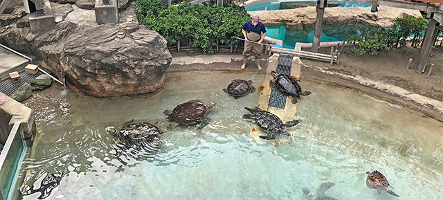 ウミガメ解説パフォーマンス「かめらいふ」/新江ノ島水族館(神奈川県/藤沢市)