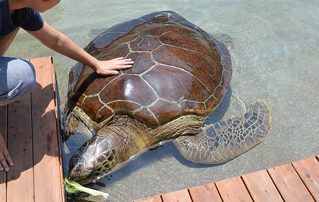 ウミガメとのふれあい/新江ノ島水族館(神奈川県/藤沢市)