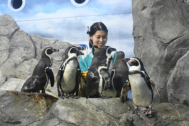ペンギンショー「ペングィーン!」/新江ノ島水族館(神奈川県/藤沢市)