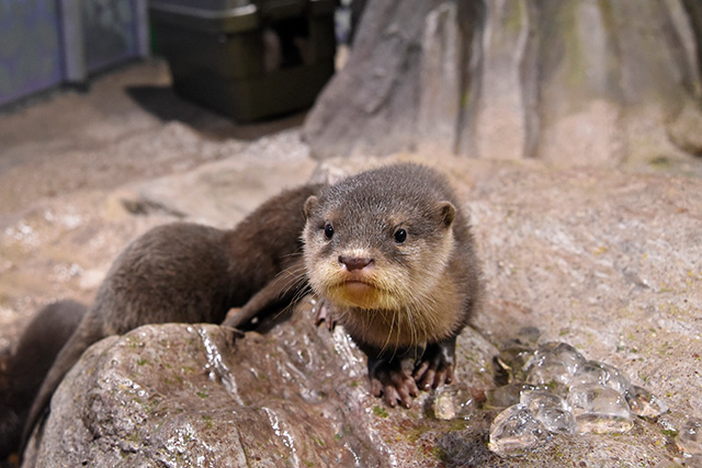 コツメカワウソ/新江ノ島水族館(神奈川県/藤沢市)