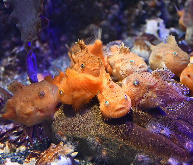 フウセンウオ/新江ノ島水族館(神奈川県/藤沢市)