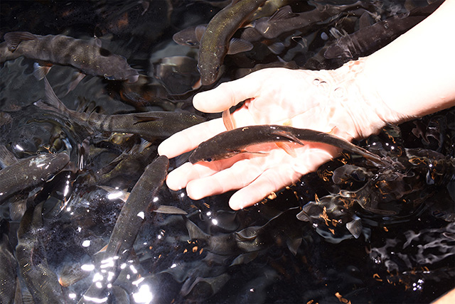 ふれあいプログラム「さかなにごはん」/新江ノ島水族館(神奈川県/藤沢市)