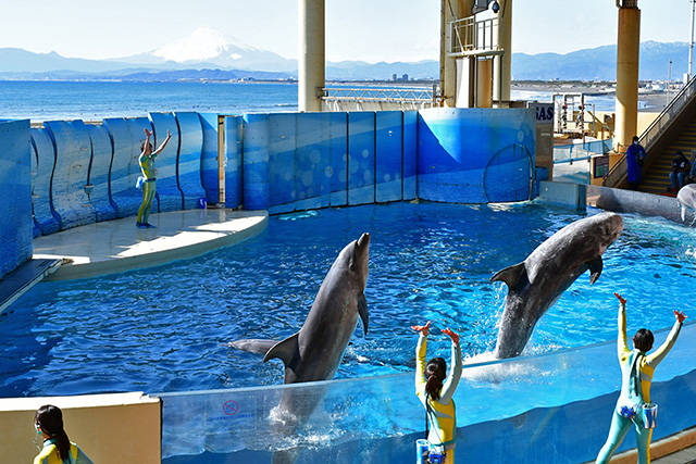 イルカショー「きずな/kizuna」/新江ノ島水族館(神奈川県/藤沢市)