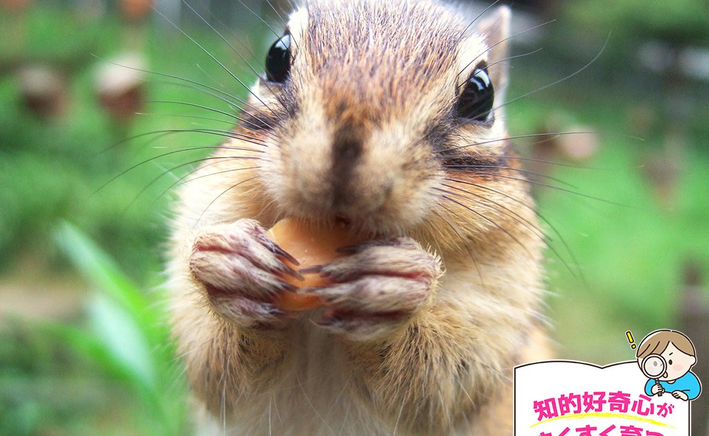 町田リス園 東京都 で小動物に囲まれてリスの習性などを観察 るるぶkids