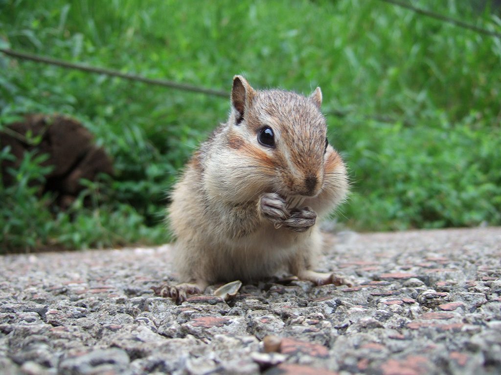 食事中のシマリス/町田リス園(東京都/町田市)
