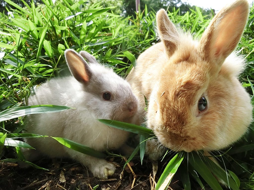 「ふれあい広場」のウサギ/町田リス園(東京都/町田市)