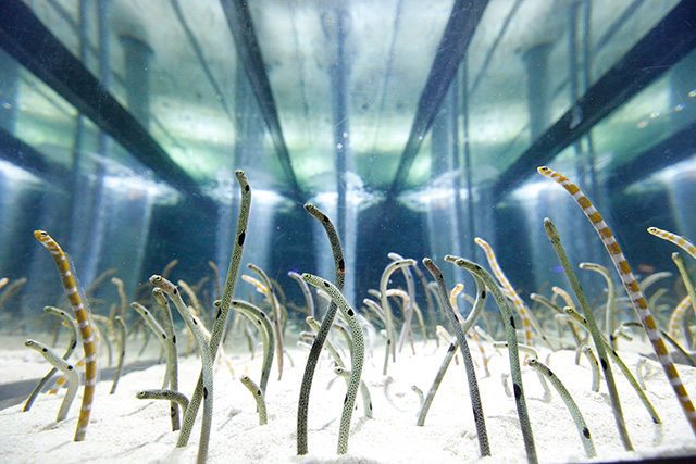 チンアナゴ/すみだ水族館(東京都/墨田区)