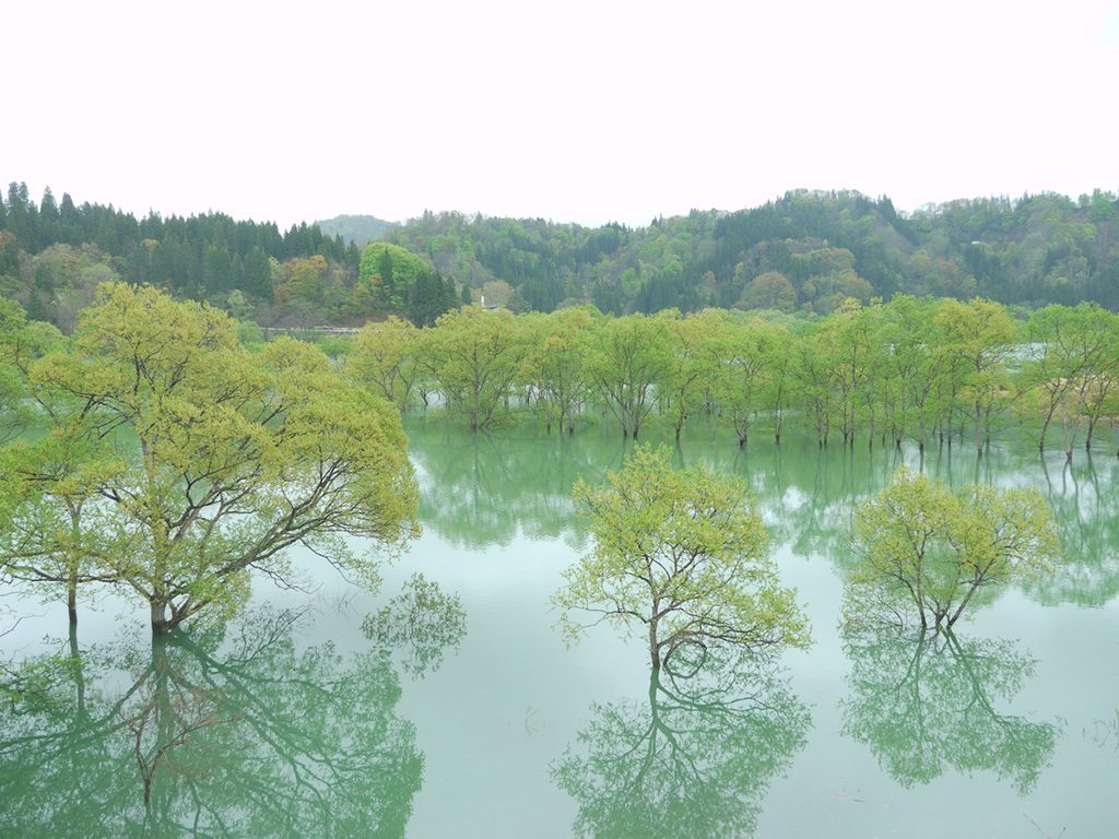 白川湖の水没林(山形県/飯豊町)