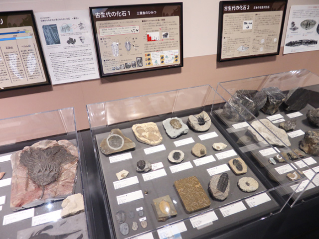 化石や岩石や鉱物、結晶の標本展示/多摩六都科学館(東京都/西東京市)