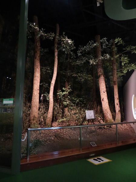 自然の部屋「武蔵野の雑木林を再現したジオラマ」/多摩六都科学館(東京都/西東京市)