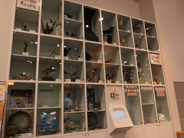 野鳥のはく製が並ぶ展示コーナー/川口市立科学館(埼玉県)