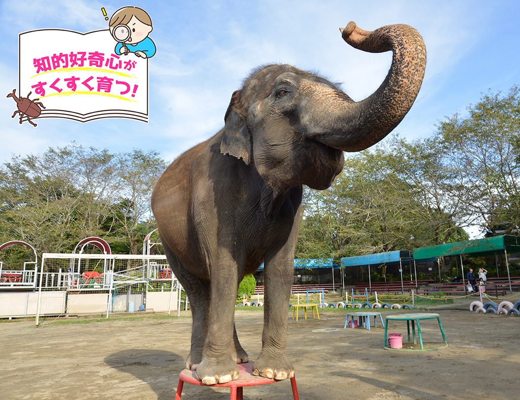 アニマルワンダーリゾウト 市原ぞうの国(千葉県/市原市)