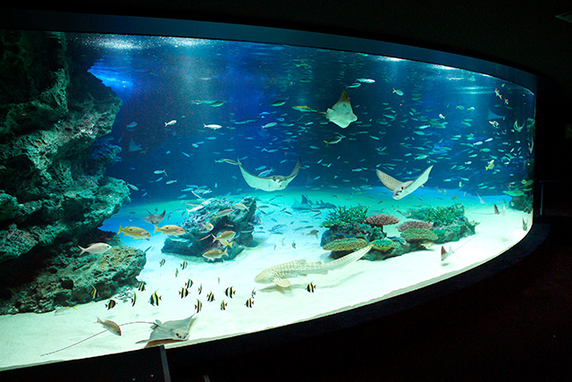 サンシャインラグーン/サンシャイン水族館(東京都/豊島区)