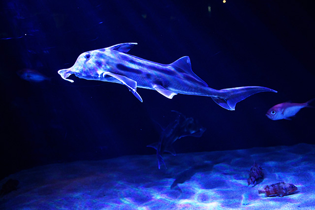深海魚ゾウギンザメ/サンシャイン水族館(東京都/豊島区)