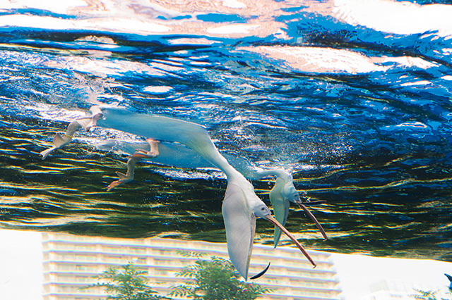 ペリカンのエサやりの様子/サンシャイン水族館(東京都/豊島区)