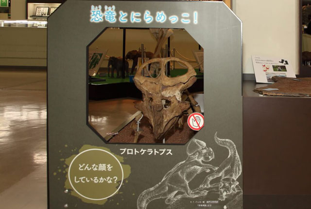 人気のプロトケラトプスとにらめっこするコーナー/京都市青少年科学センター(京都府)
