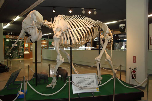 京都市動物園にいたアジアゾウの骨格標本の展示/京都市青少年科学センター(京都府)