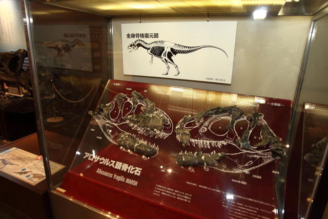 アロサウルスの頭骨化石/京都市青少年科学センター(京都府)