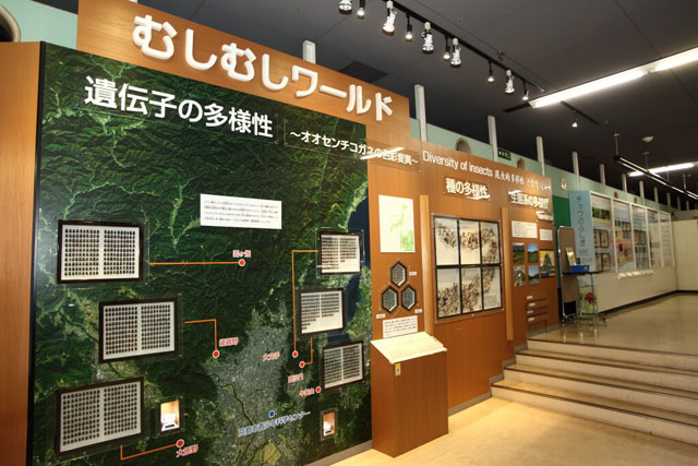 昆虫の標本や写真展示/京都市青少年科学センター(京都府)